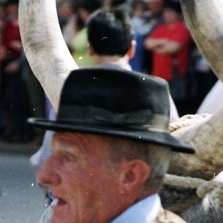 Traditional oxen-led cart with man guiding.