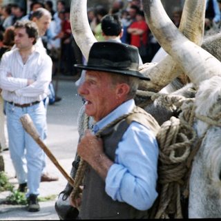 Traditional oxen-led cart with man guiding.