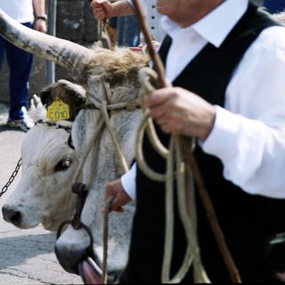 Traditional bull handling during cultural festival.