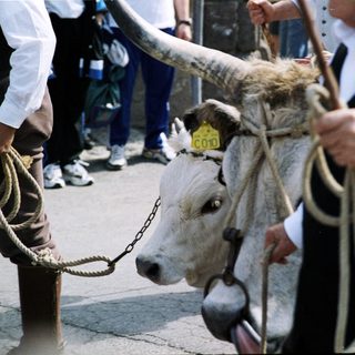 Traditional bull handling during cultural festival.