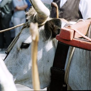 Ox yoked to a cart at event.