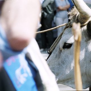 Ox yoked to a cart at event.