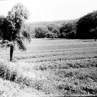 Rural field with plowed furrows and scattered trees.