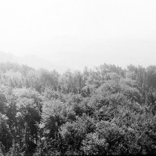 Frost-covered forest in misty, early morning light.