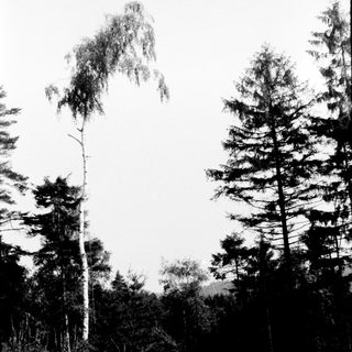 Forest clearing with felled trees and remaining conifers.