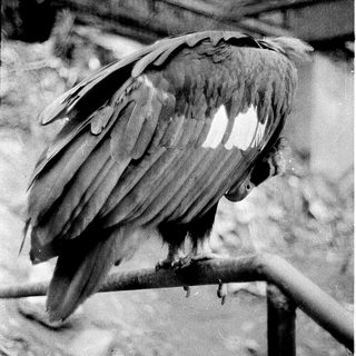 Large bird perched on metal railing in snowy environment.