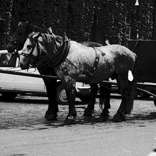 Horse-drawn tram in urban street scene.