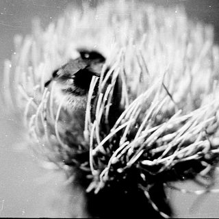 Small bird perched in dried flower head.