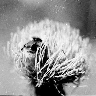 Small bird perched in dried flower head.