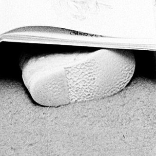 Young child reading book intently indoors.