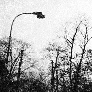 Dense forest scene with road and streetlight.