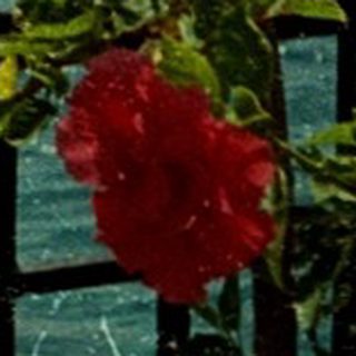 Coastal view with blooming roses and raindrops.