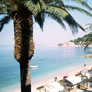 Sunny coastal beach with palm trees and clear water.
