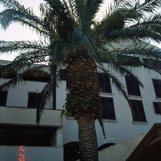 Tall palm tree beside modern building.