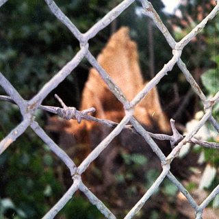 A cat peering through rusted chain-link fence.