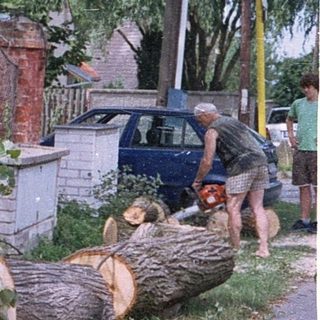 Storm-damaged tree blocking fence and roadside.
