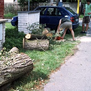 Backyard scene with bee hives, logs, and person gardening.