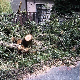 Tree branches and trunk fallen across road.