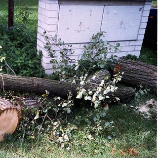 Fallen tree limbs near beehives.