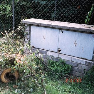 Tree stumps and fallen branches near fence.