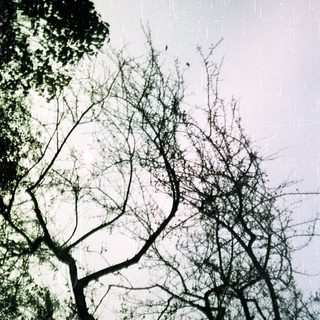 Barren tree branches against overcast sky.