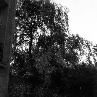 Tall tree beside old stone building.
