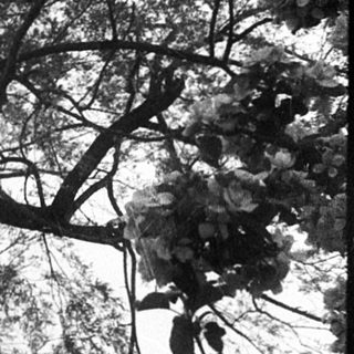 Mature tree with sprawling branches against overcast sky.