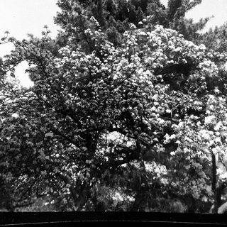 Snow-covered evergreen tree in winter.