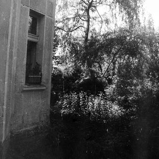 Flooded street with submerged tree and building window.