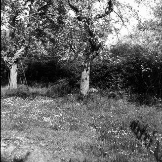 Vintage photo of old tree and rustic stone structure.