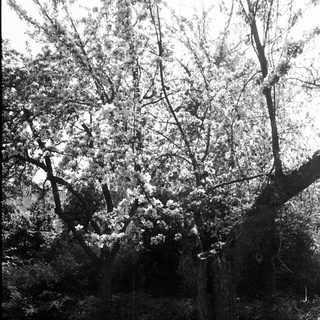 Blooming cherry blossoms in a natural forest setting.
