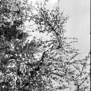 Leafless trees against a cloudy sky.