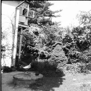 Snow-covered garden with lush greenery and a small structure.