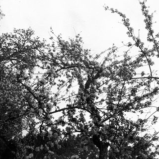 Branches and leaves against a cloudy sky.