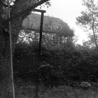 Overgrown backyard with tall grass and trees.