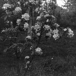 Blossoming tree branches against dark background.