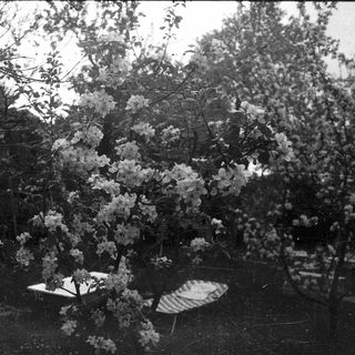Blooming cherry blossoms in a garden setting.