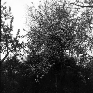 Trees with sparse foliage in overcast outdoor setting.