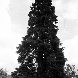 Tall evergreen tree against cloudy sky.