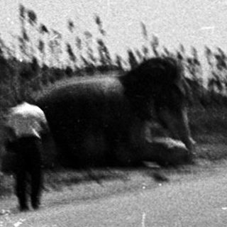 Rural road with people, oxcart, and tall grass.