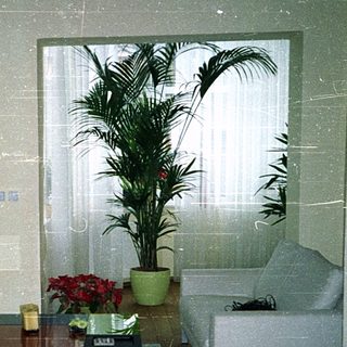 Modern living room with minimalist furniture and greenery.