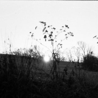 Barren trees with winter sunrise or sunset.