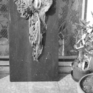 Taxidermied bird mounted on decorative wall panel.