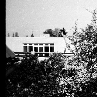 Blurred black-and-white view of blooming trees and building.
