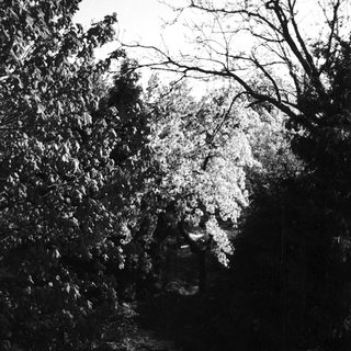 Dark forest path with bare trees and faintly visible figure ahead.