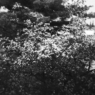 Blooming cherry blossoms in dense tree foliage.