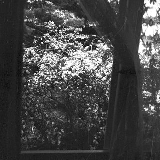 Snow-covered forest through frosted window.