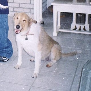 Person holds small dog indoors with larger dog sitting nearby.