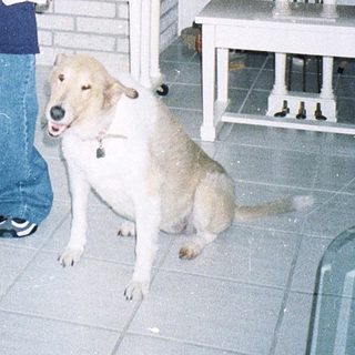 Person holding a white kitten indoors with a dog.