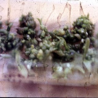 Mold growth on a damp, textured surface.